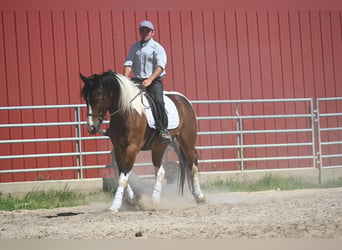 Más caballos centroeuropeos, Caballo castrado, 7 años, 157 cm, Tobiano-todas las-capas