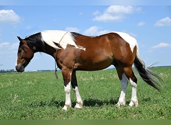 Más caballos centroeuropeos, Caballo castrado, 7 años, 157 cm, Tobiano-todas las-capas