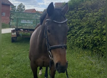 Más caballos centroeuropeos, Caballo castrado, 7 años, 158 cm, Morcillo