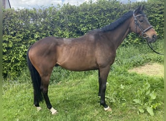 Más caballos centroeuropeos, Caballo castrado, 7 años, 158 cm, Morcillo