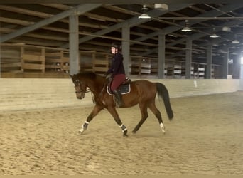 Más caballos centroeuropeos, Caballo castrado, 7 años, 160 cm