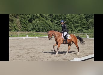 Más caballos centroeuropeos, Caballo castrado, 7 años, 160 cm, Castaño