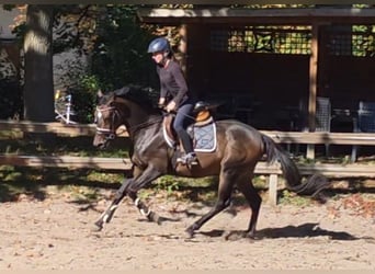 Más caballos centroeuropeos, Caballo castrado, 7 años, 161 cm, Castaño oscuro
