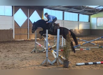 Más caballos centroeuropeos, Caballo castrado, 7 años, 162 cm, Castaño oscuro