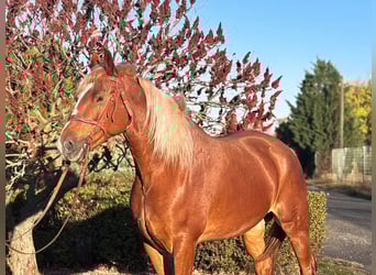 Más caballos centroeuropeos, Caballo castrado, 7 años, 163 cm, Alazán