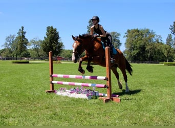 Más caballos centroeuropeos, Caballo castrado, 7 años, 163 cm, Castaño rojizo