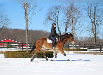 Más caballos centroeuropeos, Caballo castrado, 7 años, 163 cm, Castaño rojizo