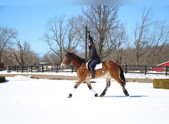 Más caballos centroeuropeos, Caballo castrado, 7 años, 163 cm, Castaño rojizo