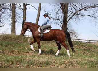 Más caballos centroeuropeos, Caballo castrado, 7 años, 163 cm, Castaño-ruano