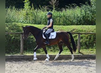 Más caballos centroeuropeos, Caballo castrado, 7 años, 163 cm, Morcillo