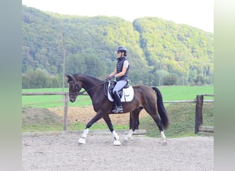 Más caballos centroeuropeos, Caballo castrado, 7 años, 163 cm, Morcillo