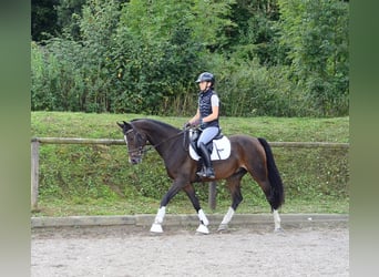 Más caballos centroeuropeos, Caballo castrado, 7 años, 163 cm, Morcillo