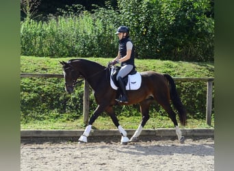 Más caballos centroeuropeos, Caballo castrado, 7 años, 163 cm, Morcillo