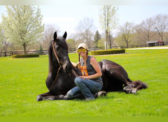 Más caballos centroeuropeos, Caballo castrado, 7 años, 163 cm, Negro