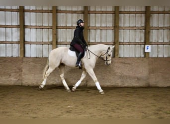 Más caballos centroeuropeos, Caballo castrado, 7 años, 163 cm, Palomino