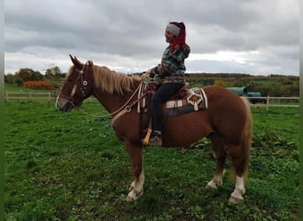 Más caballos centroeuropeos Mestizo, Caballo castrado, 7 años, 164 cm, Alazán-tostado