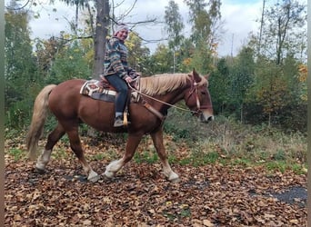 Más caballos centroeuropeos Mestizo, Caballo castrado, 7 años, 164 cm, Alazán-tostado