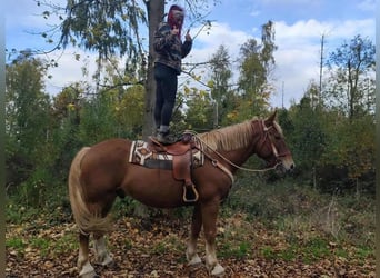 Más caballos centroeuropeos Mestizo, Caballo castrado, 7 años, 164 cm, Alazán-tostado
