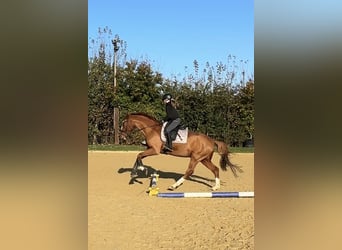 Más caballos centroeuropeos, Caballo castrado, 7 años, 165 cm, Alazán