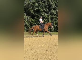 Más caballos centroeuropeos, Caballo castrado, 7 años, 165 cm, Alazán