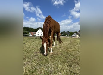 Más caballos centroeuropeos, Caballo castrado, 7 años, 165 cm, Alazán