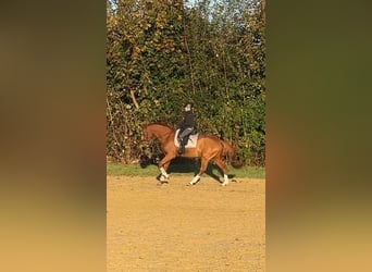 Más caballos centroeuropeos, Caballo castrado, 7 años, 165 cm, Alazán