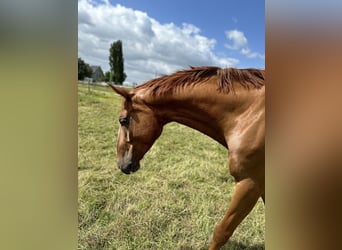 Más caballos centroeuropeos, Caballo castrado, 7 años, 165 cm, Alazán