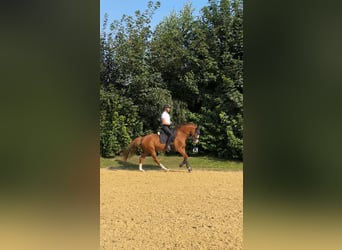 Más caballos centroeuropeos, Caballo castrado, 7 años, 165 cm, Alazán