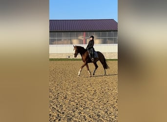 Más caballos centroeuropeos, Caballo castrado, 7 años, 165 cm, Alazán