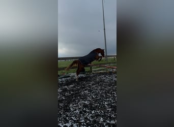 Más caballos centroeuropeos, Caballo castrado, 7 años, 165 cm, Alazán