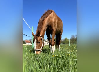 Más caballos centroeuropeos, Caballo castrado, 7 años, 165 cm, Alazán