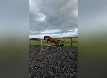 Más caballos centroeuropeos, Caballo castrado, 7 años, 165 cm, Alazán