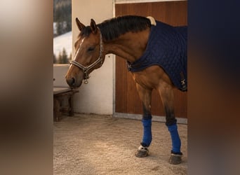 Más caballos centroeuropeos, Caballo castrado, 7 años, 165 cm, Castaño