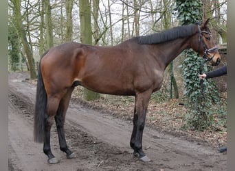 Más caballos centroeuropeos, Caballo castrado, 7 años, 165 cm, Castaño oscuro