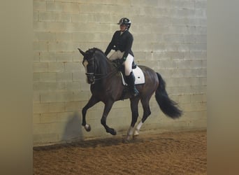 Más caballos centroeuropeos Mestizo, Caballo castrado, 7 años, 165 cm, Castaño-ruano