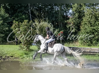 Más caballos centroeuropeos, Caballo castrado, 7 años, 165 cm, Tordo rodado