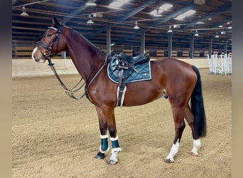 Más caballos centroeuropeos, Caballo castrado, 7 años, 166 cm, Castaño