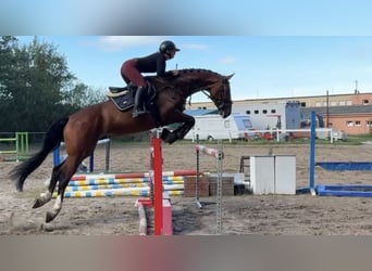 Más caballos centroeuropeos, Caballo castrado, 7 años, 166 cm, Castaño