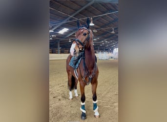 Más caballos centroeuropeos, Caballo castrado, 7 años, 166 cm, Castaño