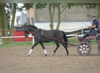 Más caballos centroeuropeos, Caballo castrado, 7 años, 167 cm, Castaño oscuro