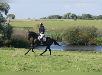 Más caballos centroeuropeos, Caballo castrado, 7 años, 167 cm, Castaño oscuro