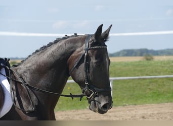 Más caballos centroeuropeos, Caballo castrado, 7 años, 167 cm, Castaño oscuro