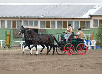 Más caballos centroeuropeos, Caballo castrado, 7 años, 167 cm, Castaño oscuro