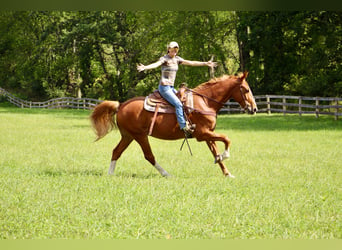 Más caballos centroeuropeos, Caballo castrado, 7 años, 168 cm, Alazán-tostado