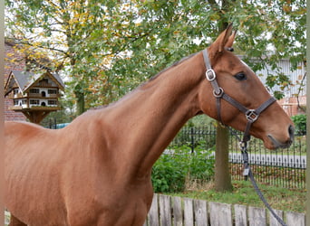 Más caballos centroeuropeos, Caballo castrado, 7 años, 168 cm