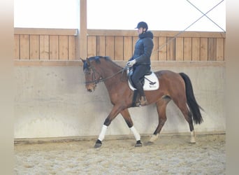 Más caballos centroeuropeos, Caballo castrado, 7 años, 168 cm, Castaño