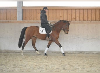 Más caballos centroeuropeos, Caballo castrado, 7 años, 168 cm, Castaño