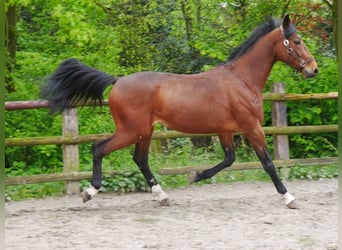 Más caballos centroeuropeos, Caballo castrado, 7 años, 169 cm