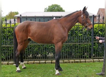 Más caballos centroeuropeos, Caballo castrado, 7 años, 169 cm