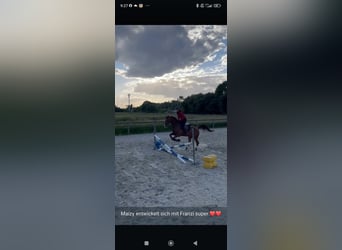 Más caballos centroeuropeos, Caballo castrado, 7 años, 170 cm, Alazán-tostado